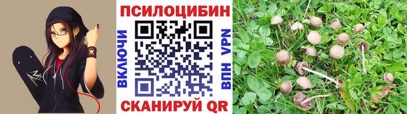 Галлюциногенные грибы Psilocybe Горно-Алтайск